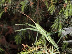 Дыбка степная 002